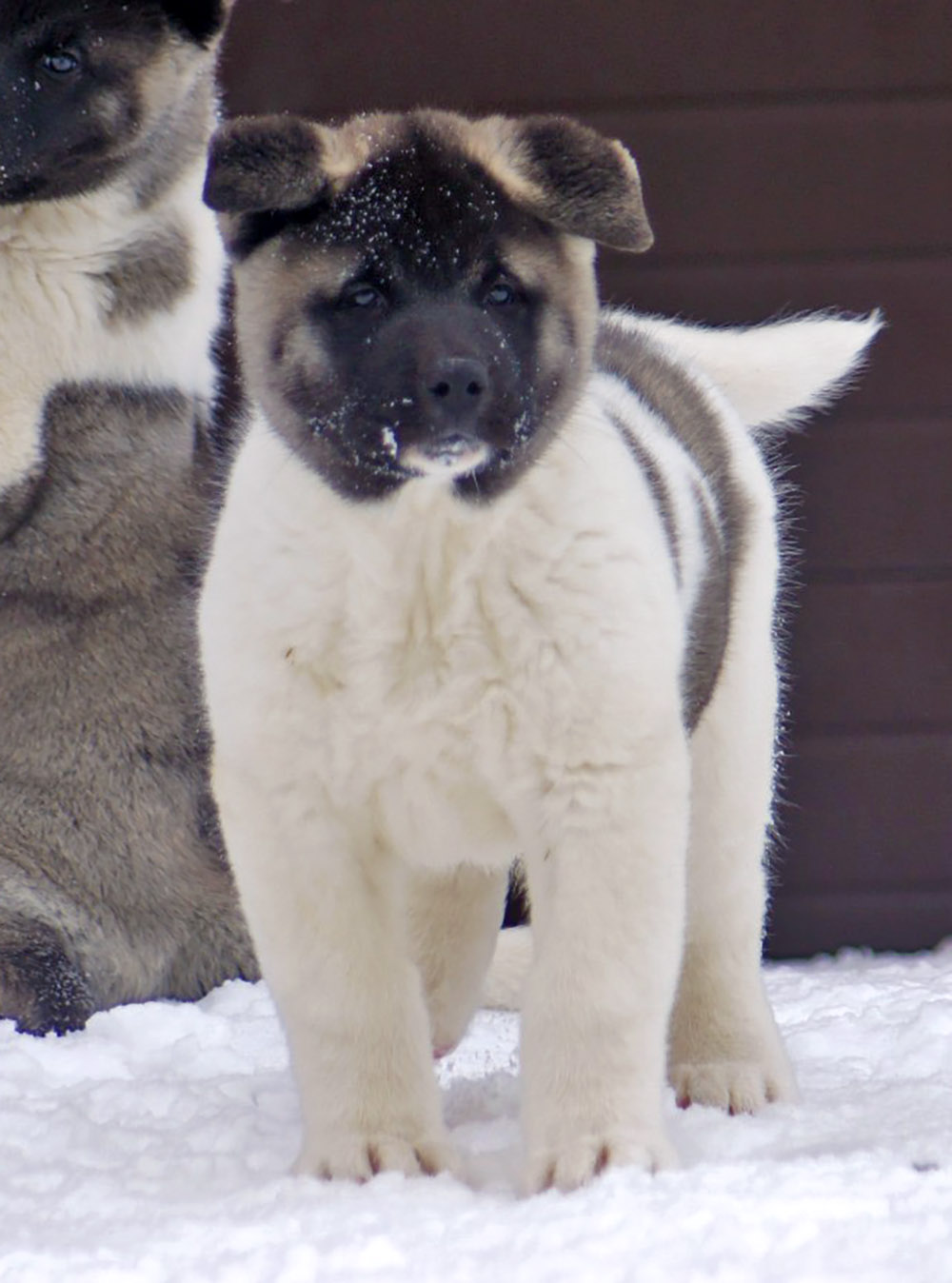 щенок американская акита Siberian Hunter ORSA