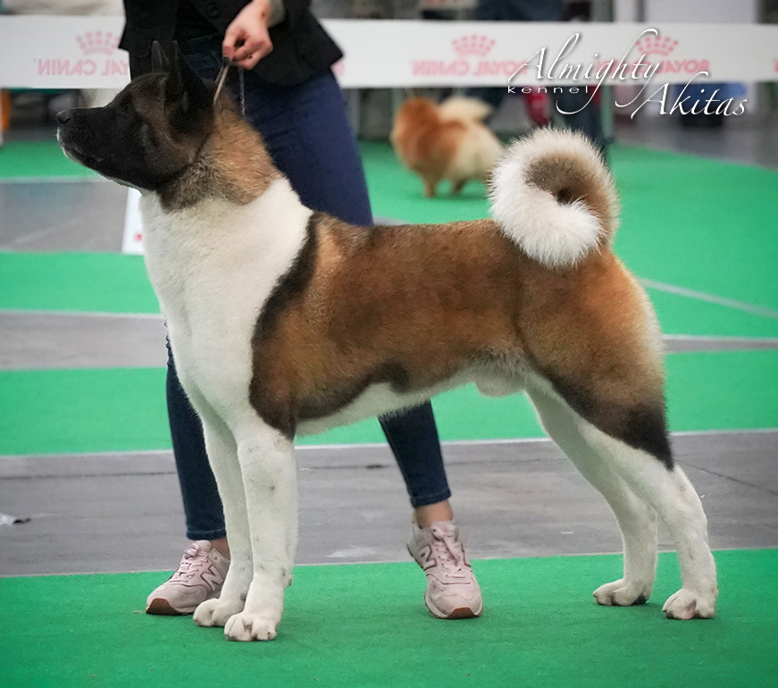 American akita ALL FOR ALMIGHTY BEFORE HEAVEN