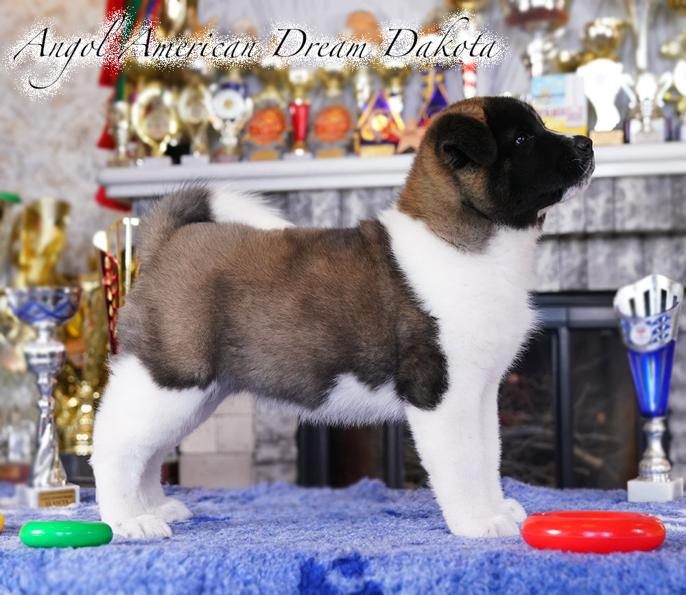 American Akita PUPPY - female- 9 weeks