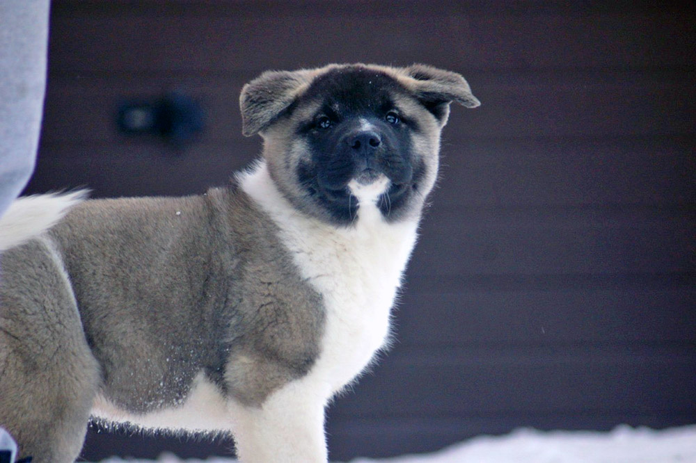 american akita puppy Siberian Hunter ORSA