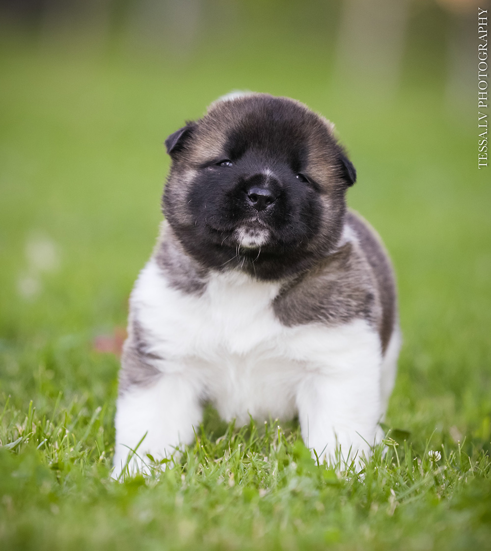 American akita puppy LUNA 3 weeks