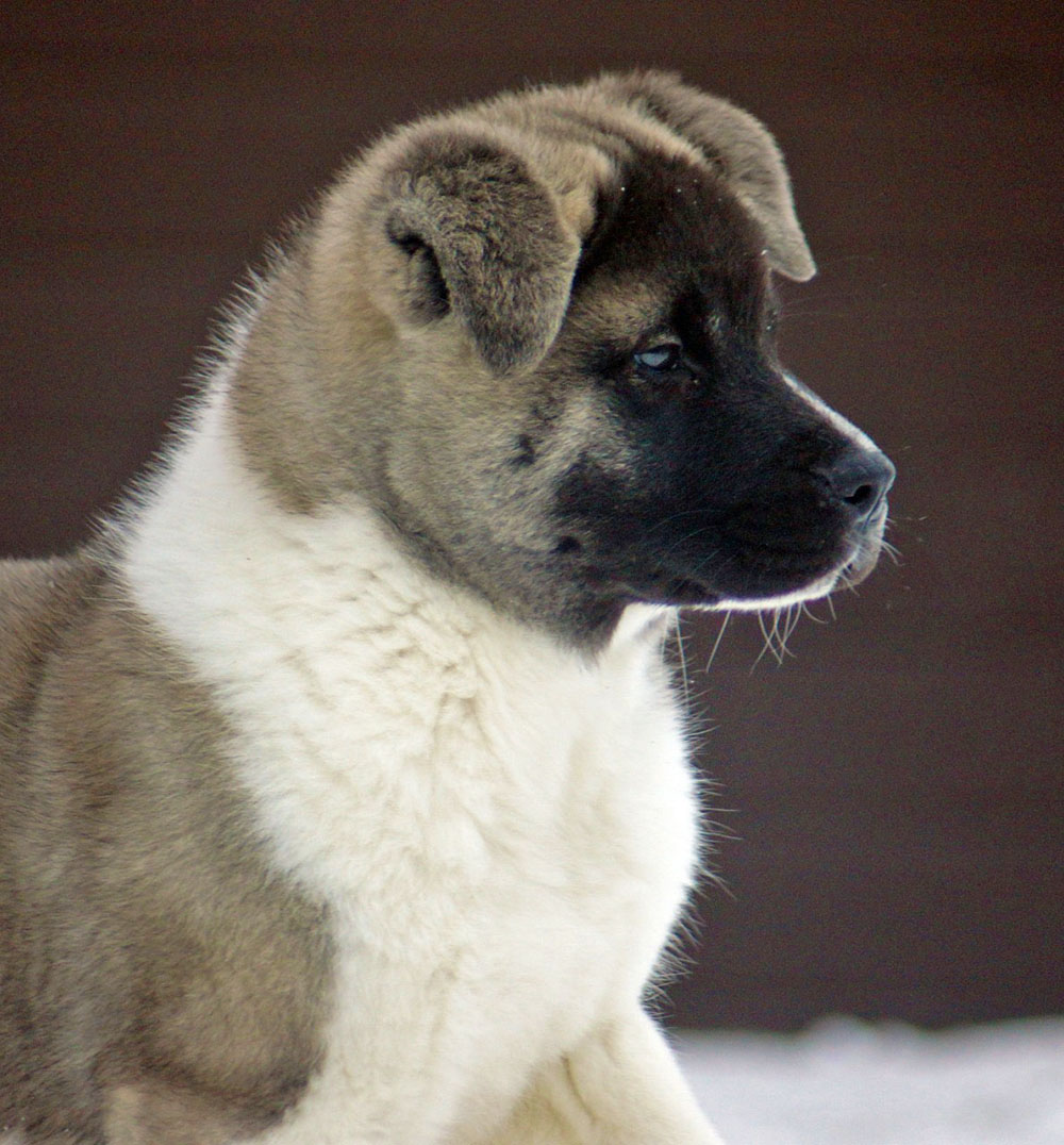 American Akita Puppy Siberian Hunter ORCO OCEAN