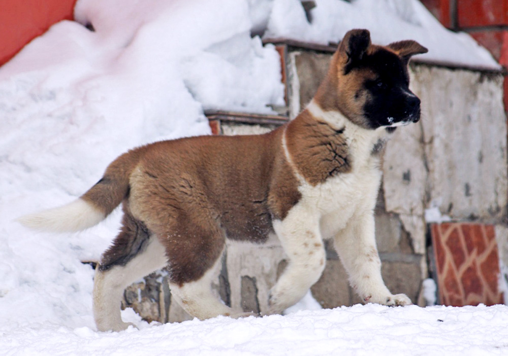 #щенок_американской_акиты_SIBERIAN_HUNTER_OMEGA
