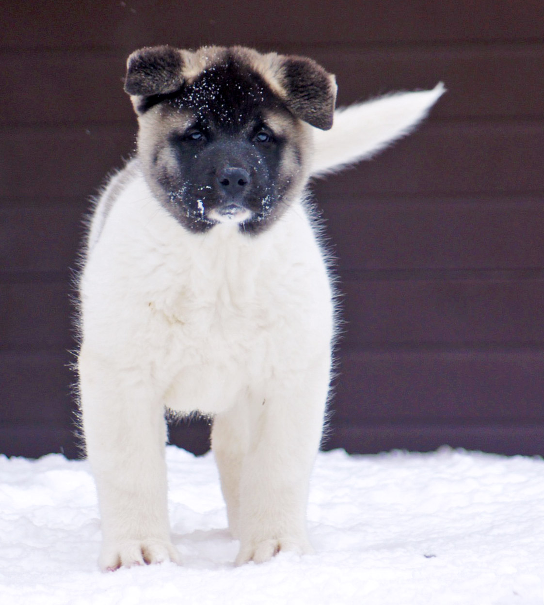 american akita puppy Siberian Hunter ORSA