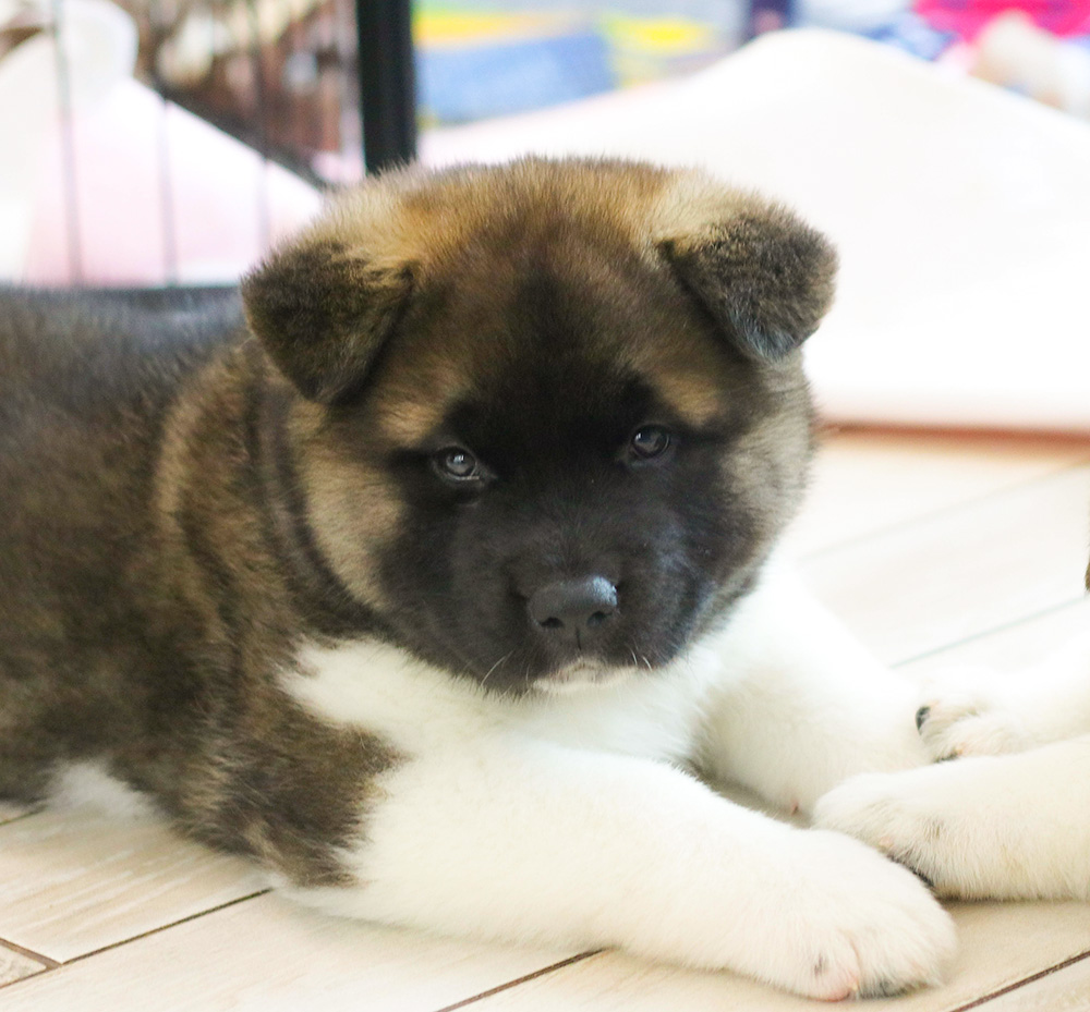 american akita puppy - MAKE A WISH - 6 weeks