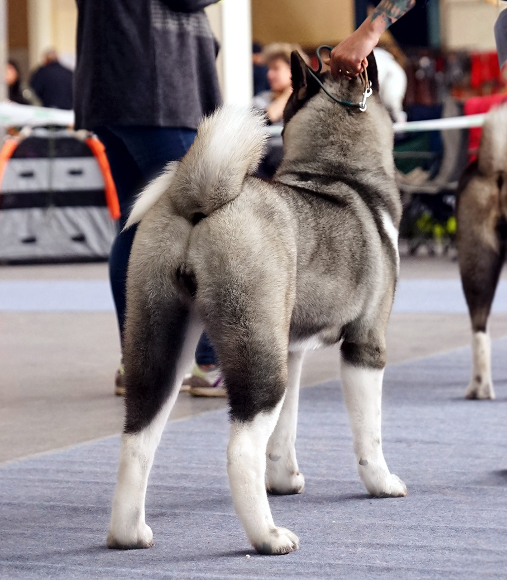 American Akita JASMIN Американская акита