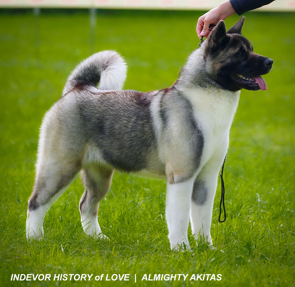 American Akita TORIE