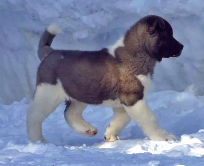 American Akita puppy SIBERIAN HUNTER OCEAN BLUE
