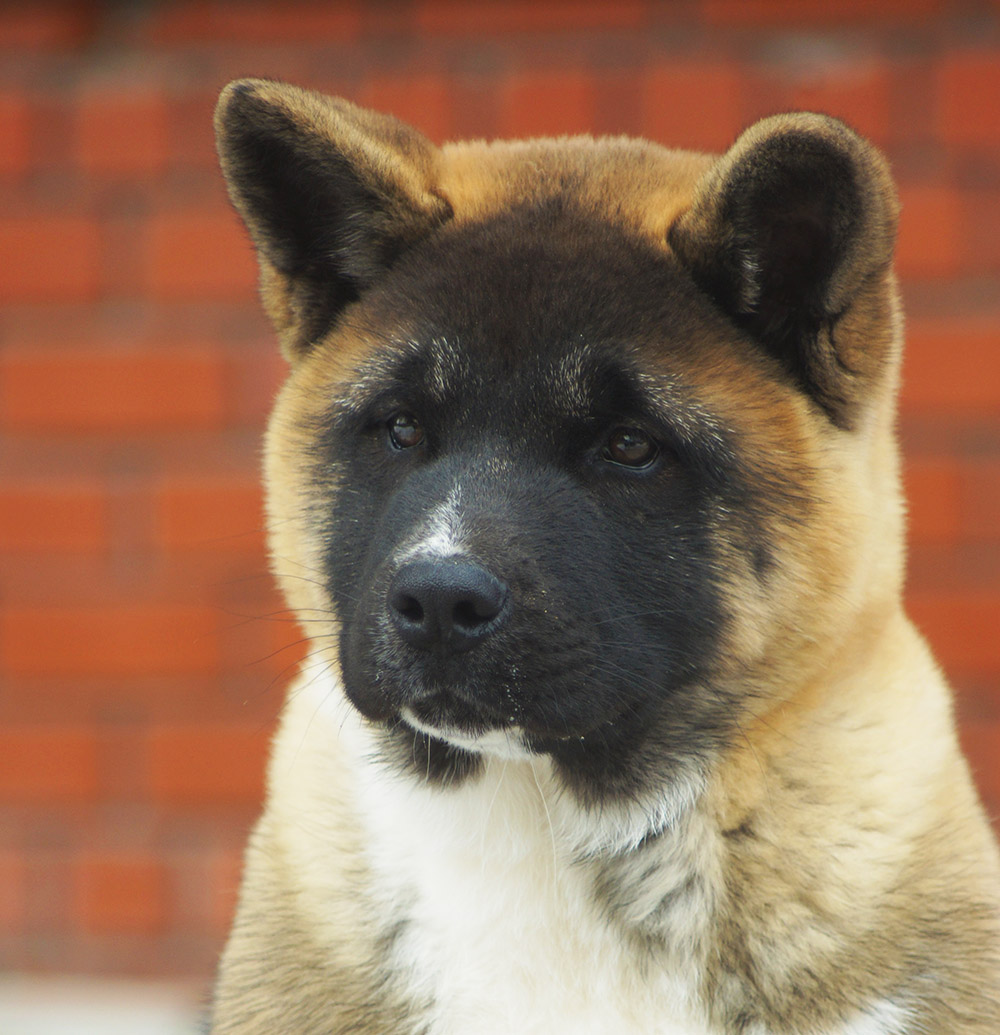#american_akita_puppy_SIBERIAN_HUNTER_OMEGA_4 mon