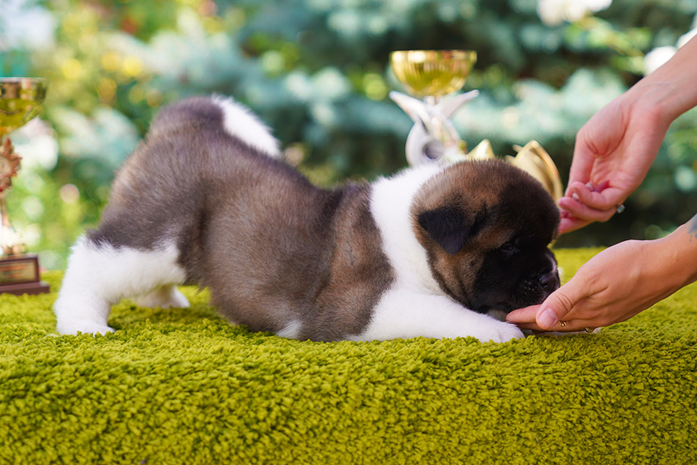 American Akita puppy male(1) 1 month old ::: Щенок американской акиты кобель 1 мес