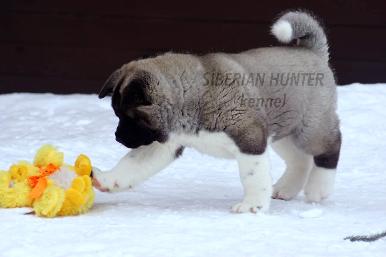American Akita puppy ::: щенок Американская акита 