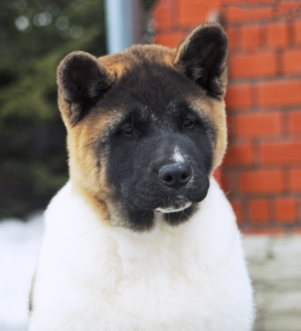 american_akita_puppy_SIBERIAN_HUNTER_ONLEY_4_mon