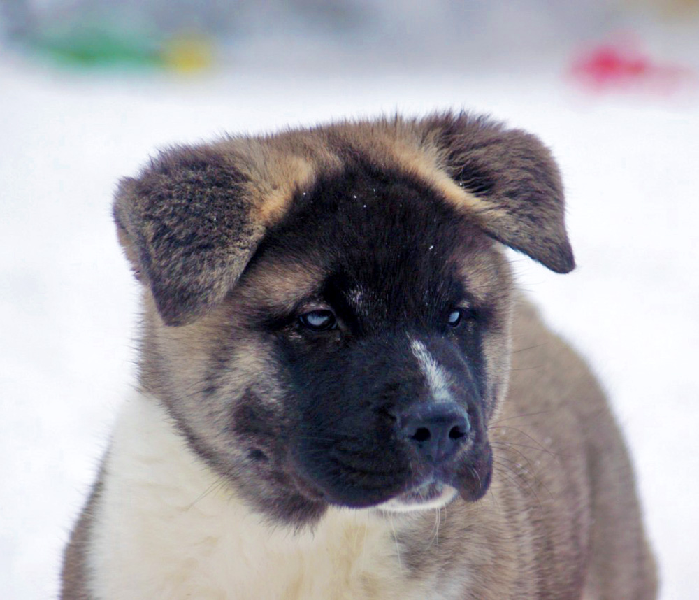 енок американской акиты Siberian Hunter ORCO OCEAN