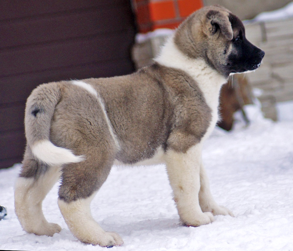 енок американской акиты Siberian Hunter ORCO OCEAN
