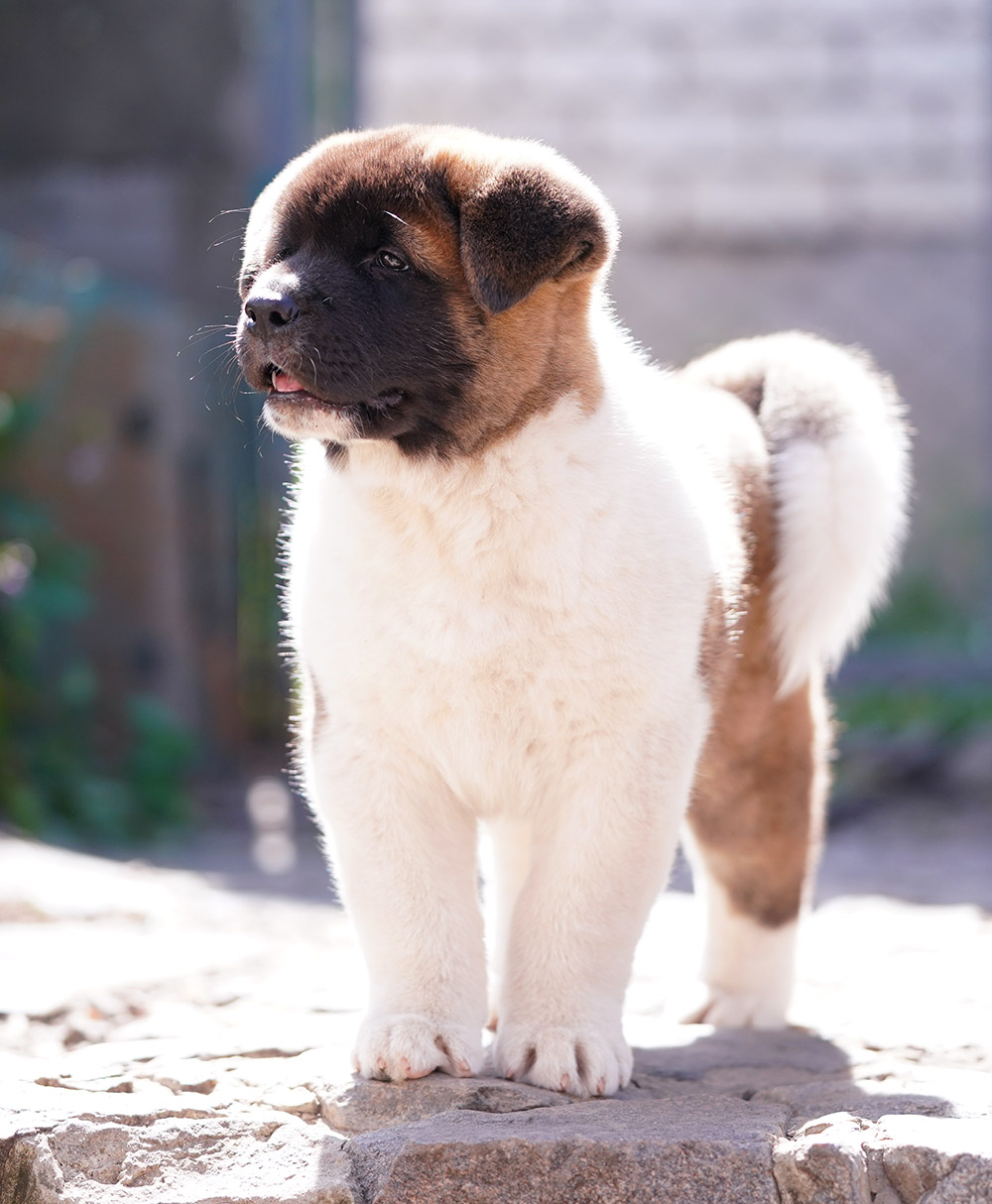 Щенок американской акиты VIGGO KING OF THE RING ::: American akita puppy VIGGO KING OF THE RING