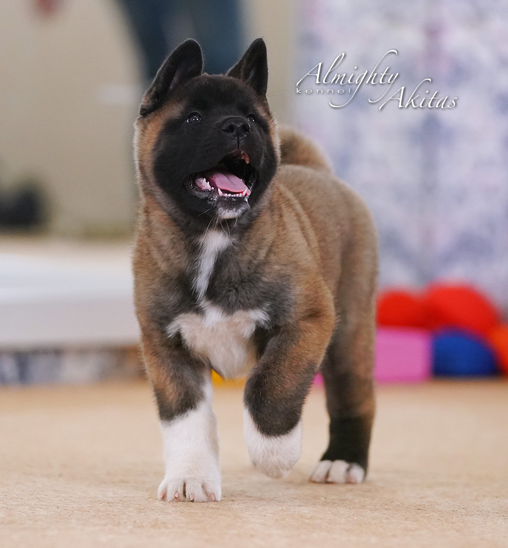 American akita puppy, AFA HONEST SOUL, female, 2 mon