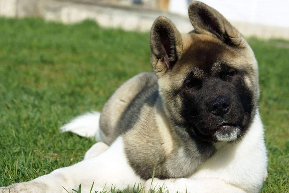 Щенки Американской акиты ::: American Akita puppies ::: 4 months