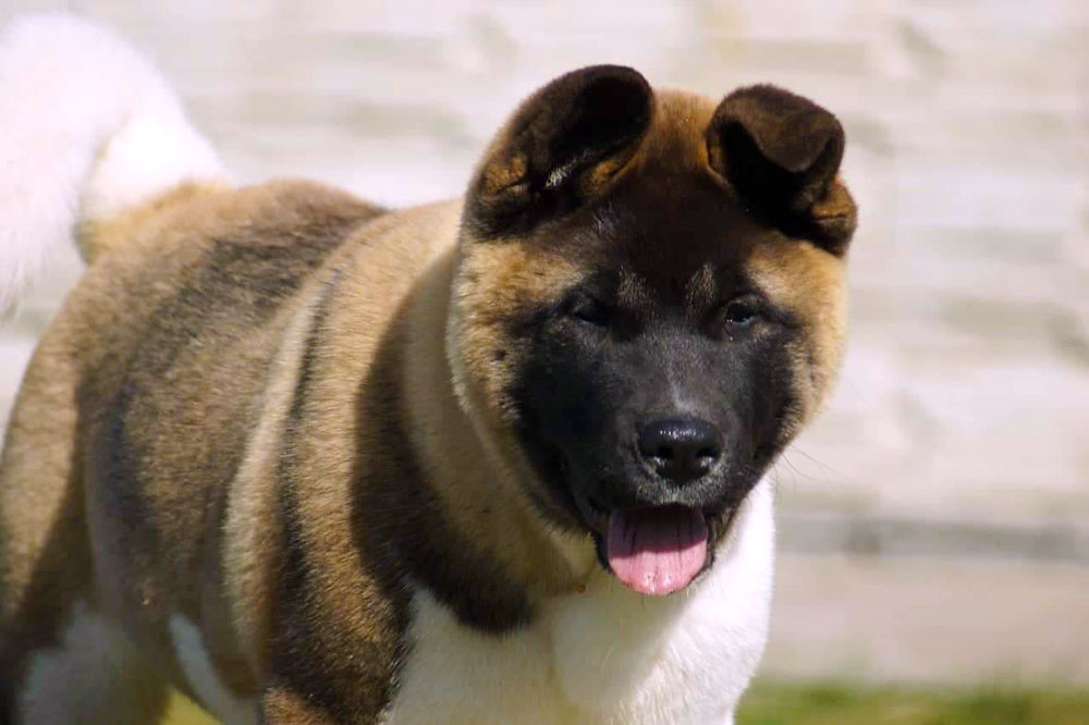 American akita puppy ::: Щенок американская акита ::: 4 мес