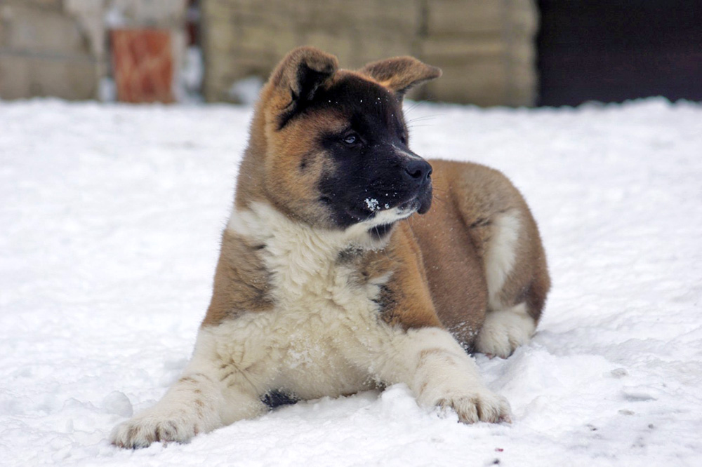 #american_akita_puppy_SIBERIAN_HUNTER_OMEGA