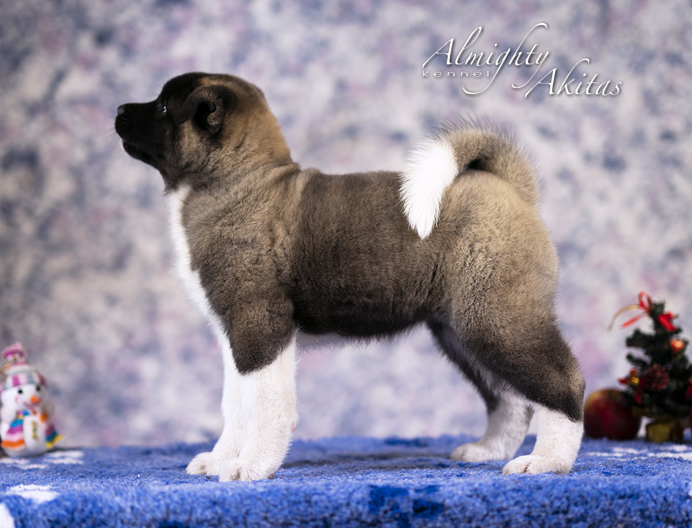 American akita puppy, AFA HONOUR BRIGHT, female, 2 mon