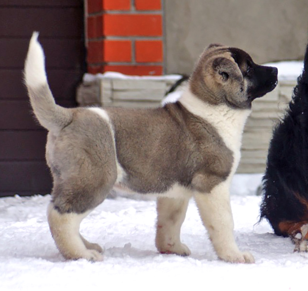 American Akita Puppy Siberian Hunter ORCO OCEAN