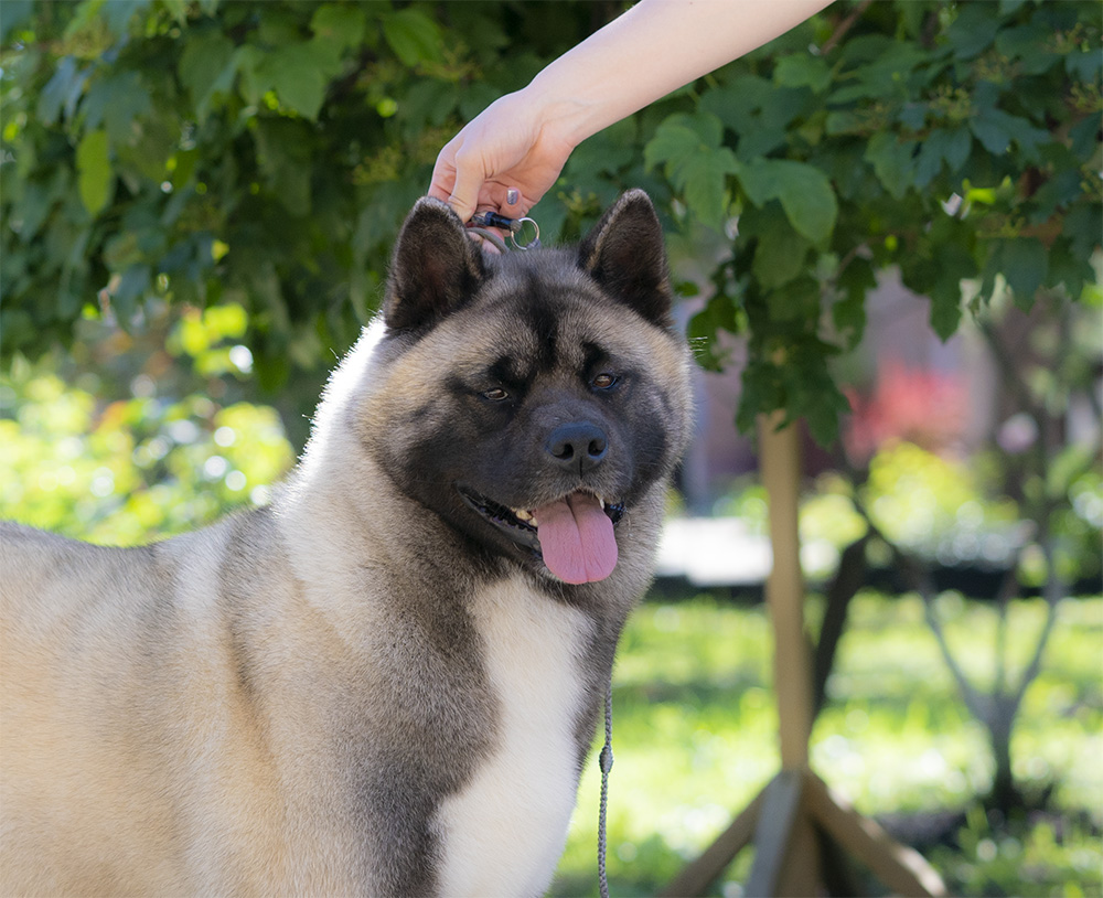 American akita AMFASHION PRINCESS LEIA