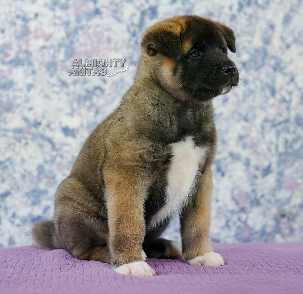 american akita puppy 7 weeks