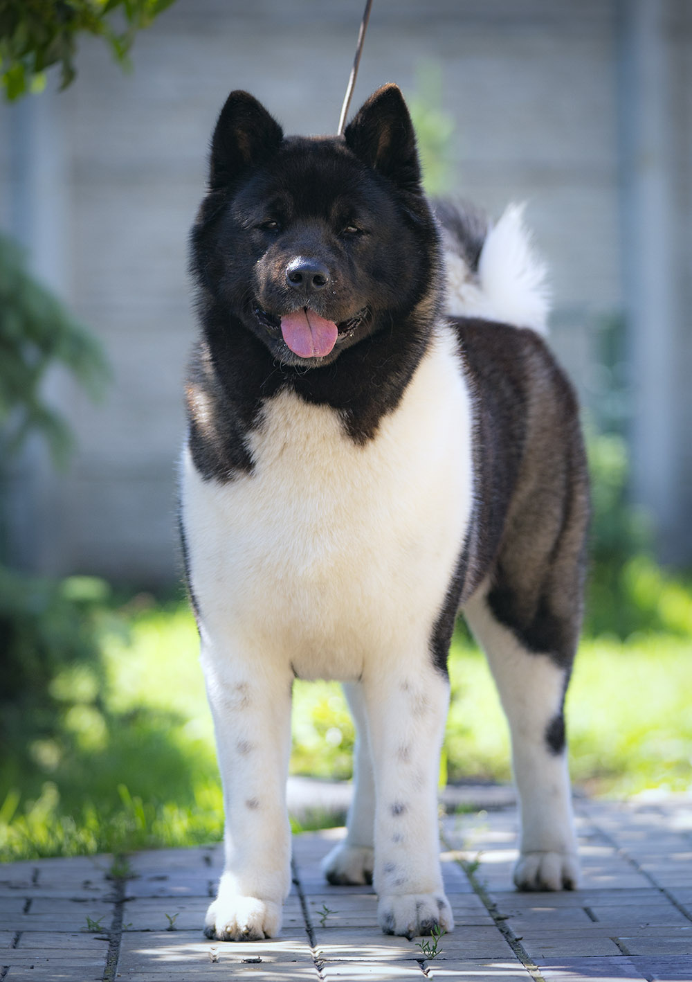 American akita KESYA