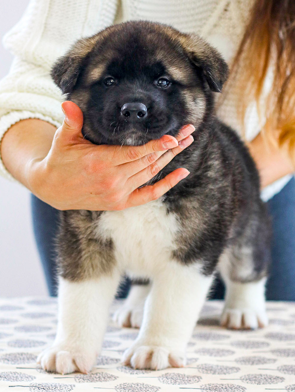 american akita puppy - MAY THE FORCE BE - 6 weeks