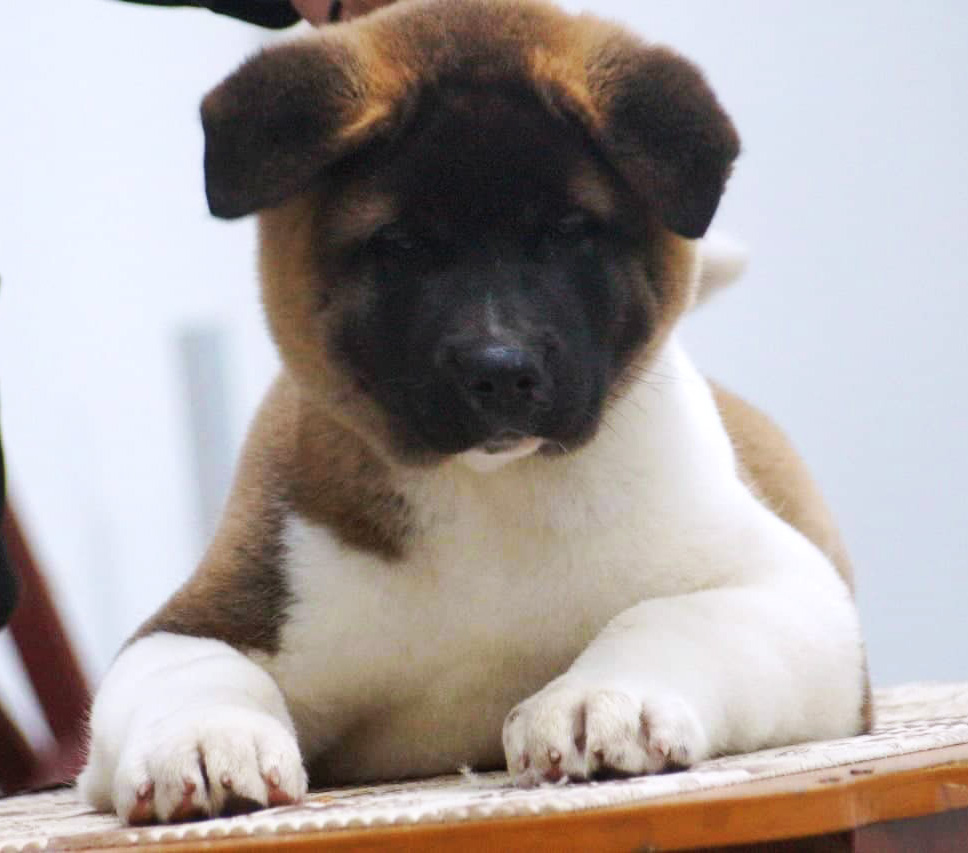 American akita puppy ::: Щенок американская акита ::: 4 мес
