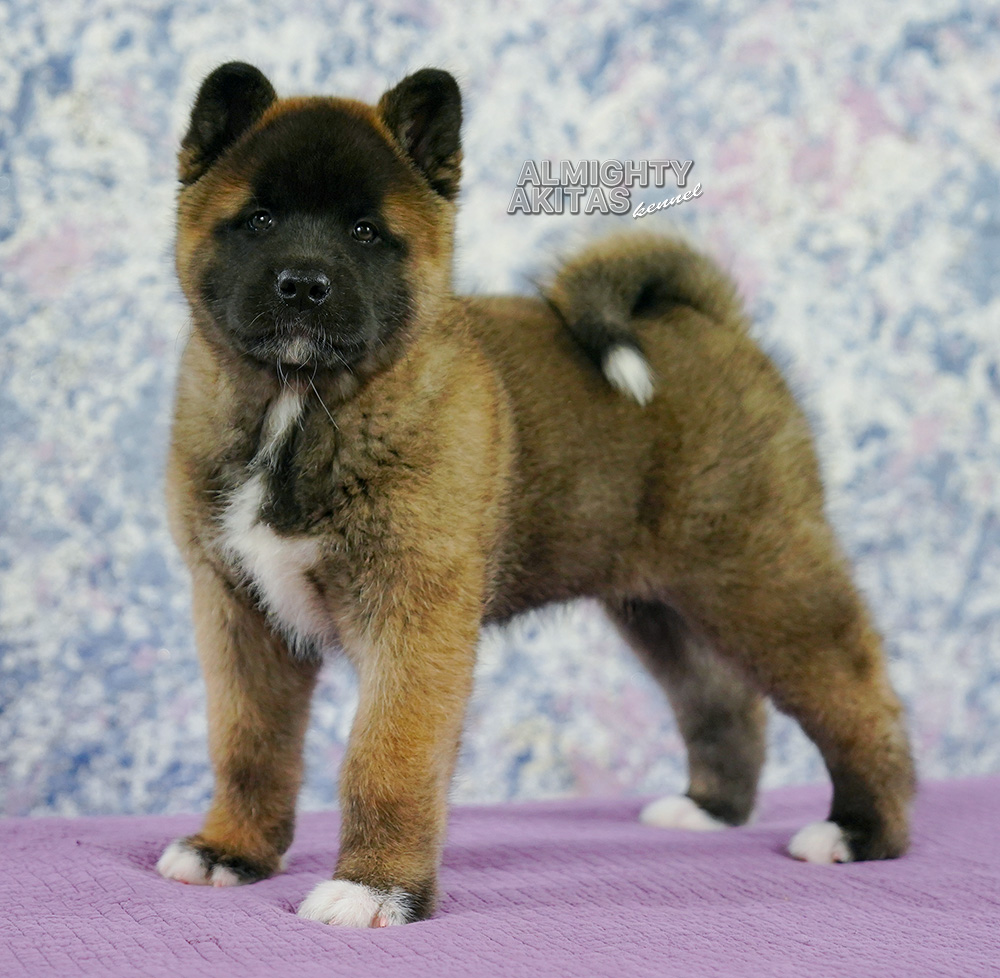 american akita puppy 7 weeks