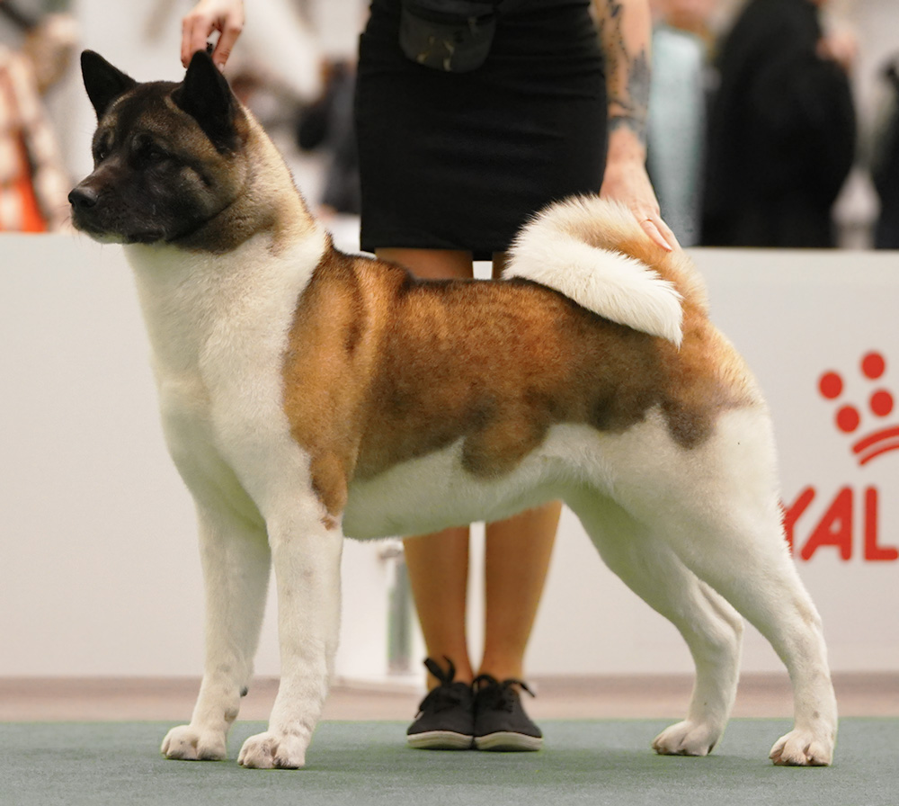 American Akita INDI