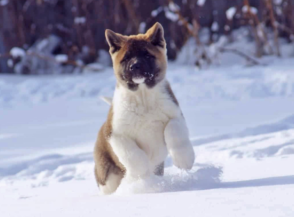 American Akita puppy SIBERIAN HUNTER OTHELLO