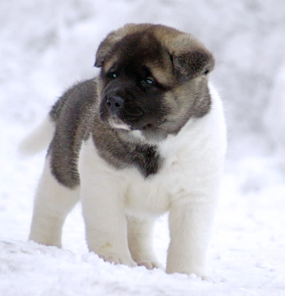 Щенки Американской акиты ::: American Akita puppies ::: 4 months