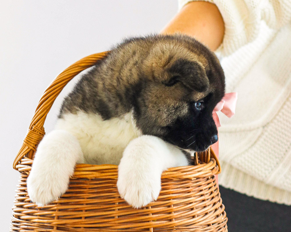 american akita puppy - MAKE A WISH - 6 weeks