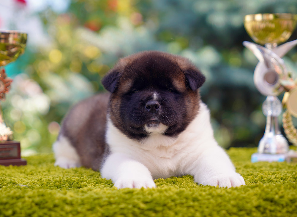 American akita puppy ::: 