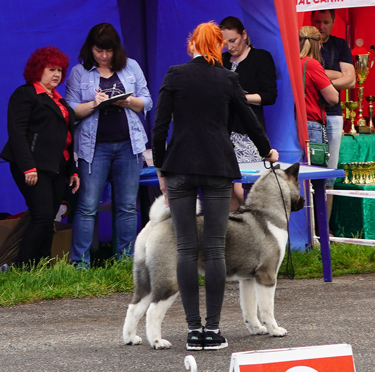 AMERICAN AKITA ::: JASMIN ::: АМЕРИКАНСКАЯ АКИТА