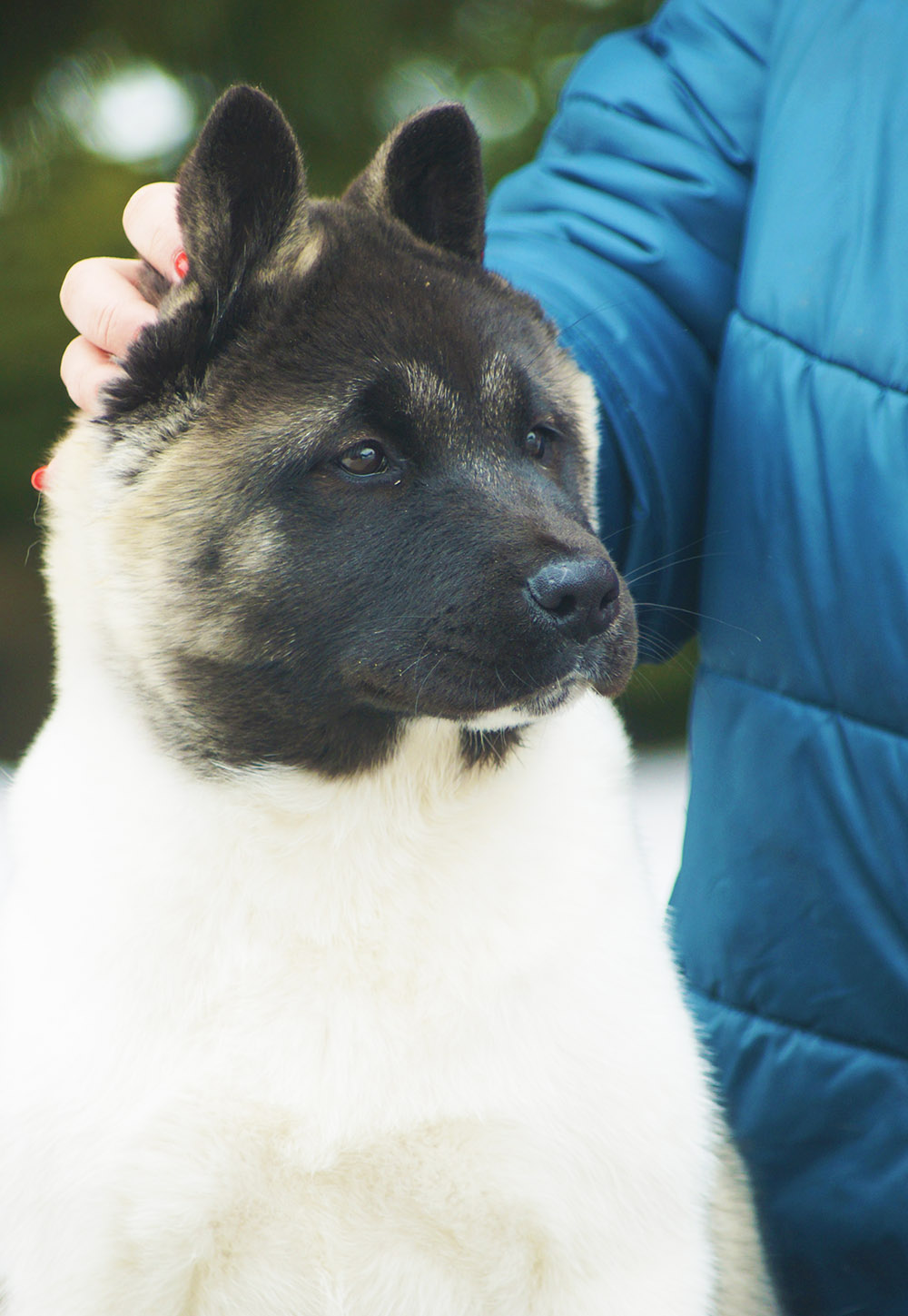 american akita puppy Siberian Hunter ORSA - 4 mon