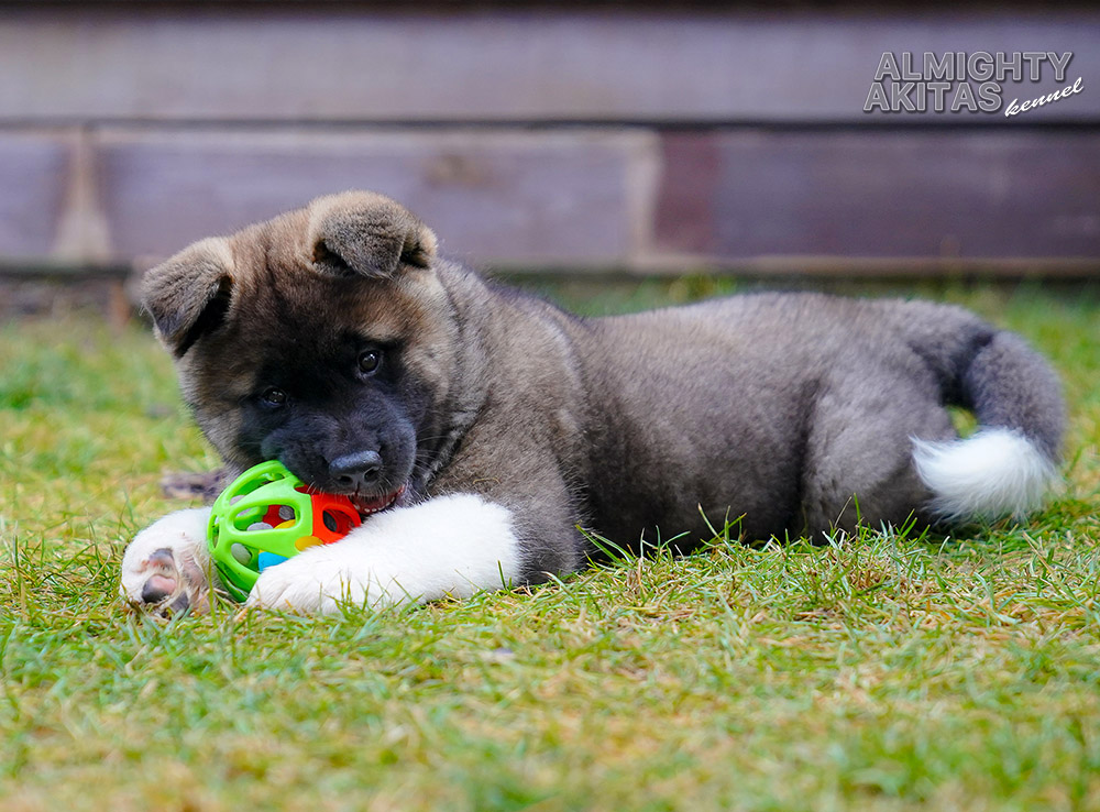 american akita puppy - MAY THE FORCE BE - 8 weeks