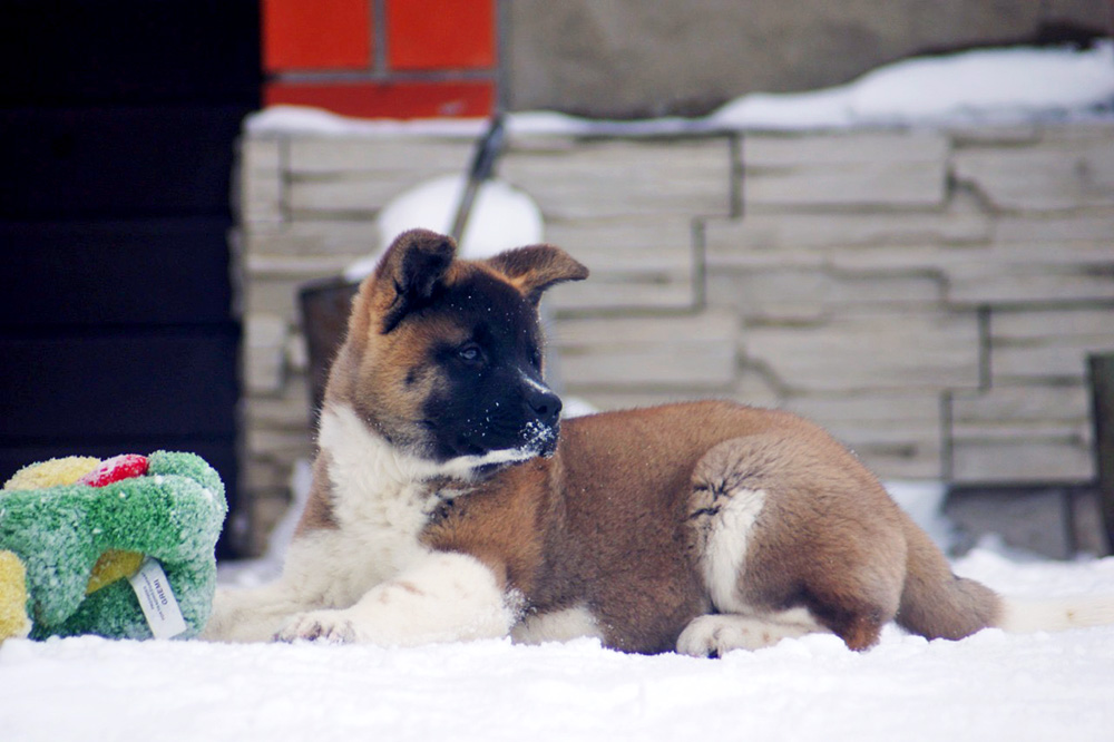 #щенок_американской_акиты_SIBERIAN_HUNTER_OMEGA