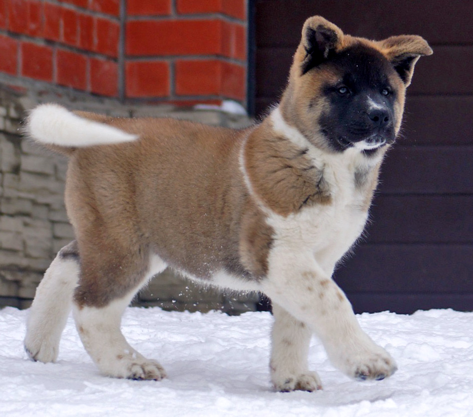 #щенок_американской_акиты_SIBERIAN_HUNTER_OMEGA
