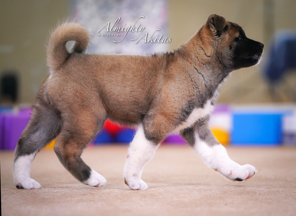 American akita puppy, AFA HIGH BLOOD, female, 2 months