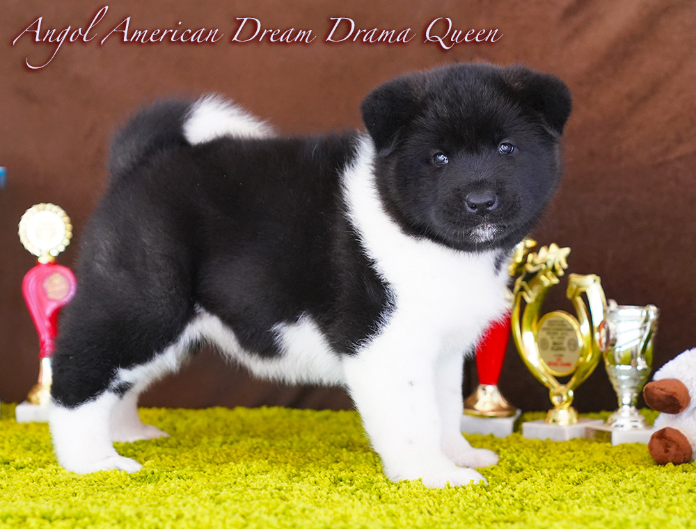 American Akita PUPPY - female- 6 weeks