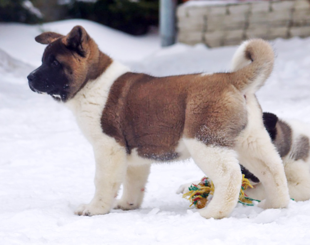 #щенок_американской_акиты_SIBERIAN_HUNTER_ONLEY