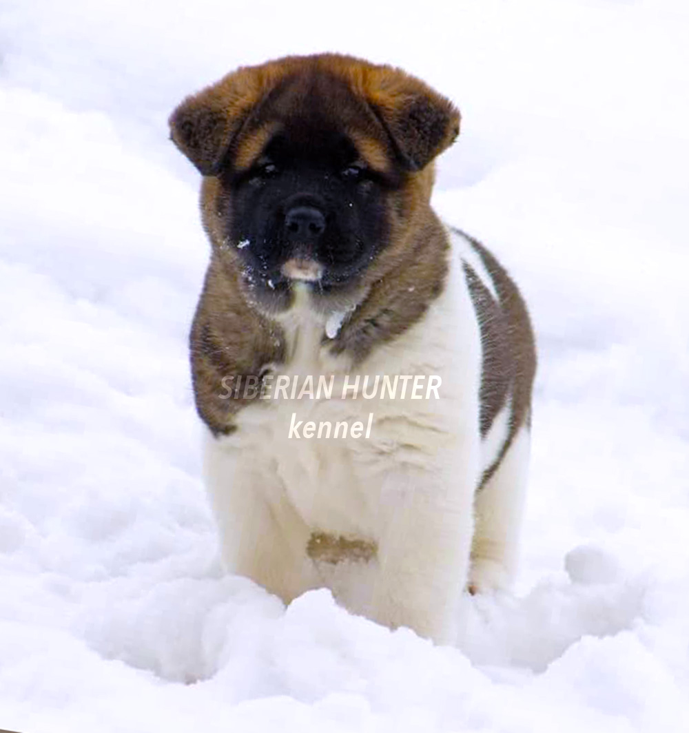 American akita puppy ::: Щенок американская акита
