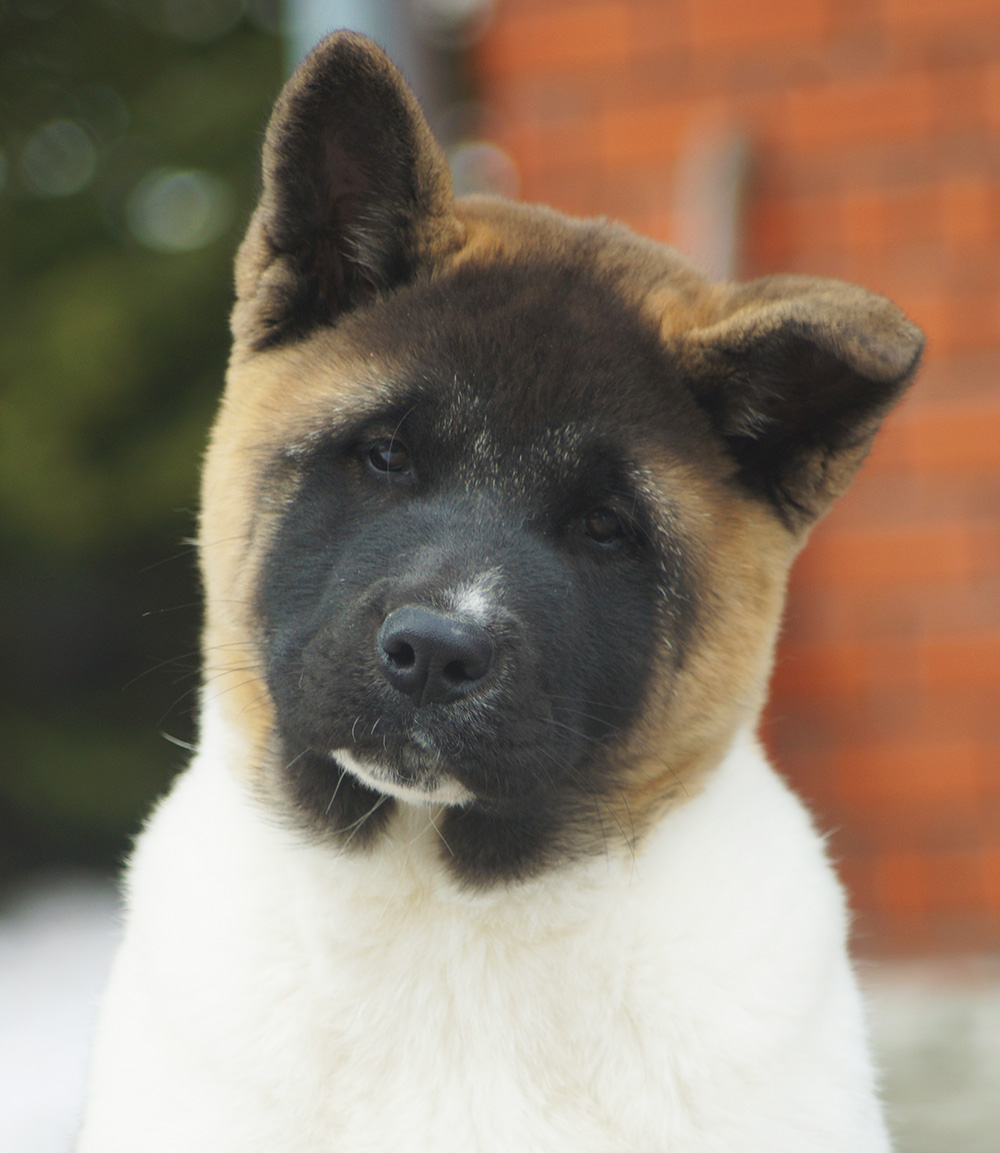 american_akita_puppy_SIBERIAN_HUNTER_ONLEY_4_mon