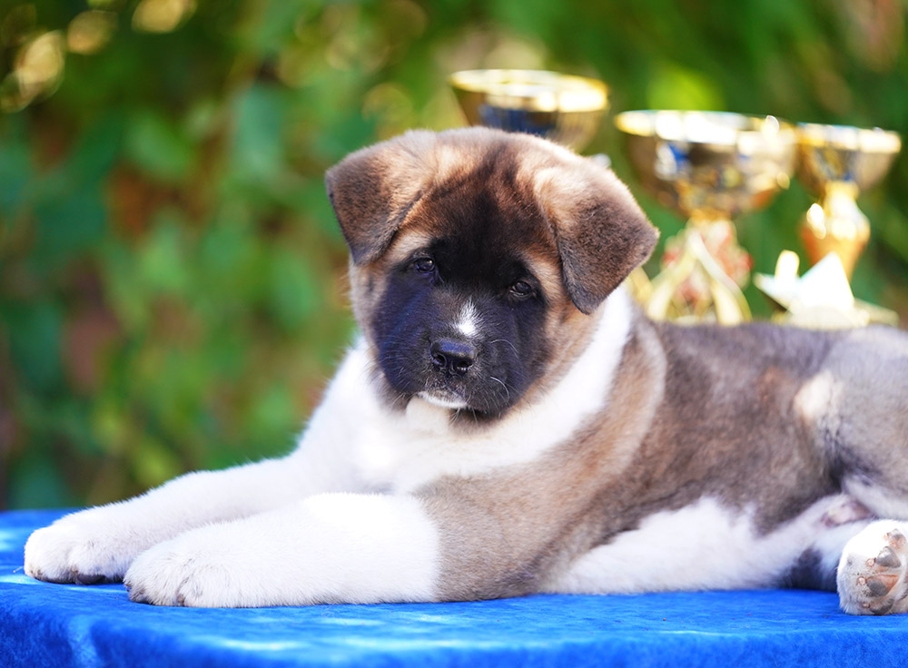 American akita puppy VOLDY THE KNIGHT OF BESTS