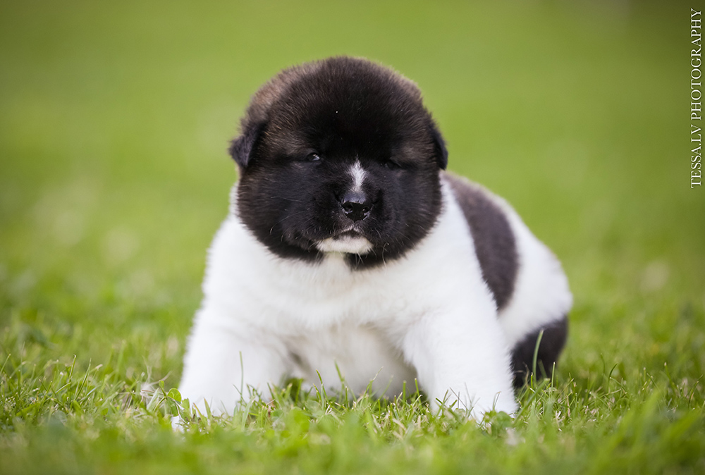 American akita puppy ALBUS - 3 weeks
