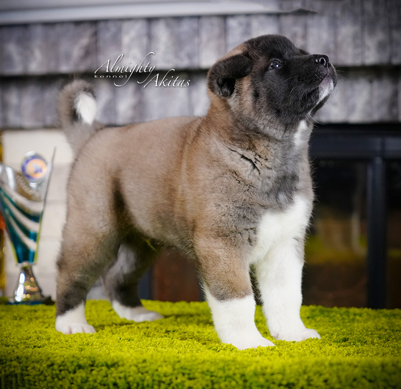 American akita puppy, AFA HUDSON HAWK, male, 6 weeks