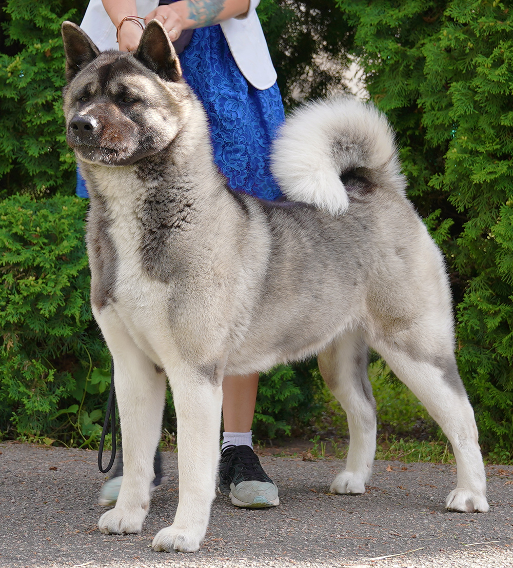 Silver american hot sale akita